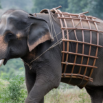 Preserving the Legacy of the Anachak Chang Elephant